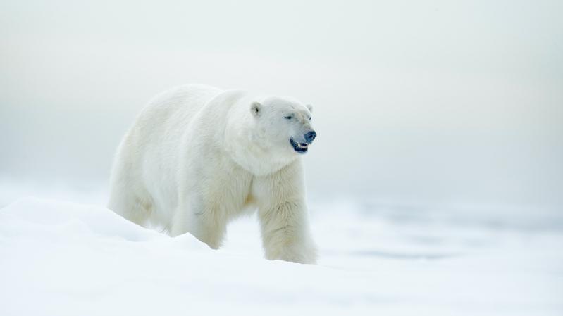 PolarBear